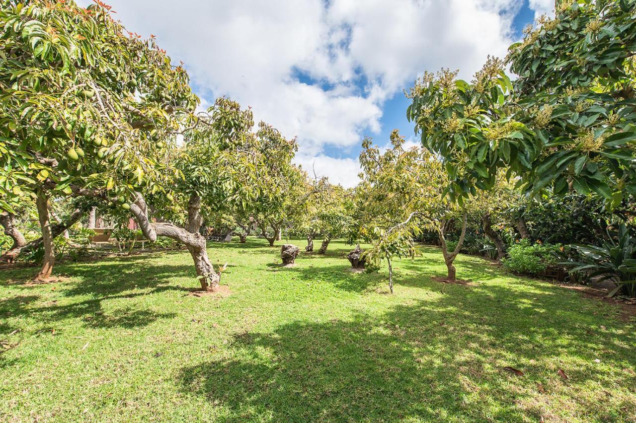 Homeforguest Cosy Rural Flat El Romero With Large Gardens Tacoronte Exteriér fotografie